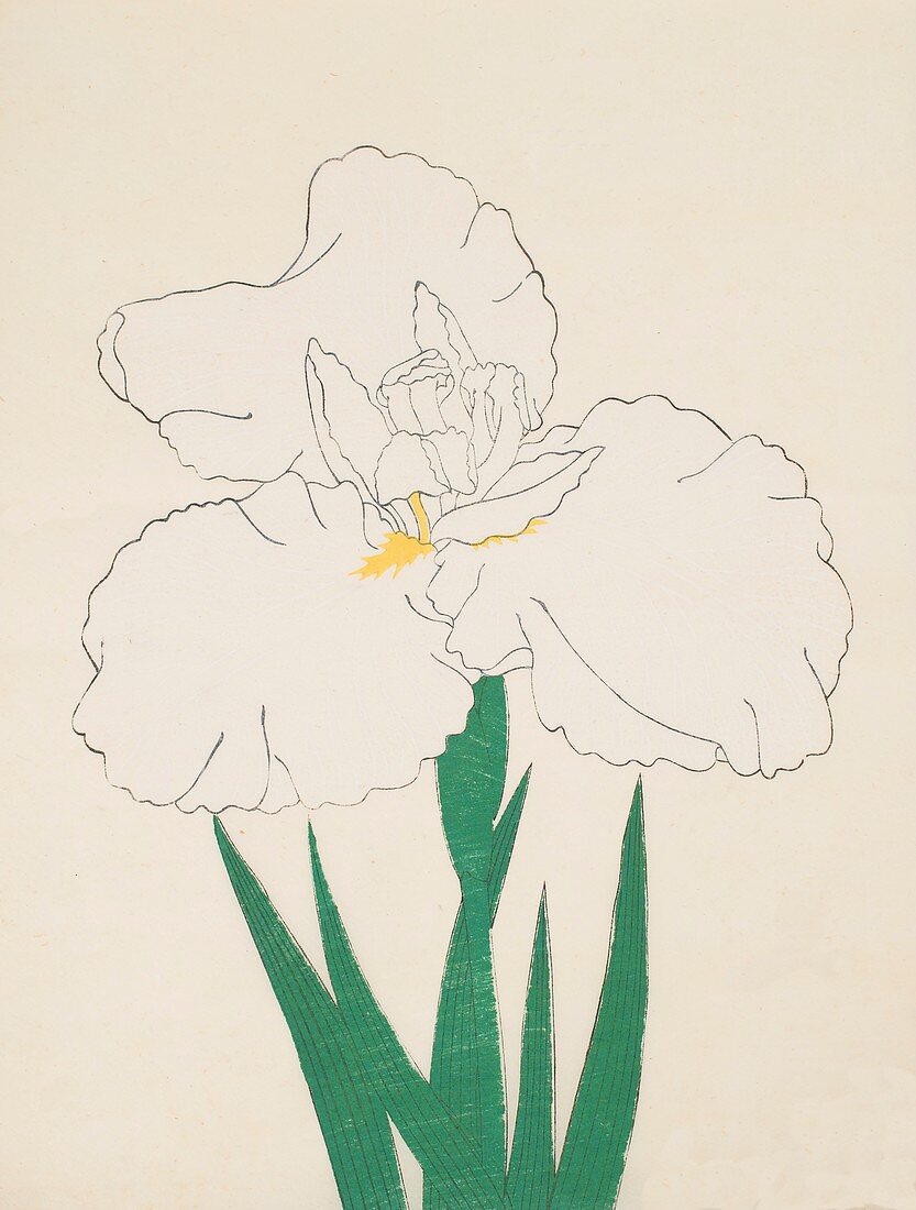 Fuji-No-Yuki, No 13, 1890, colour woodblock print