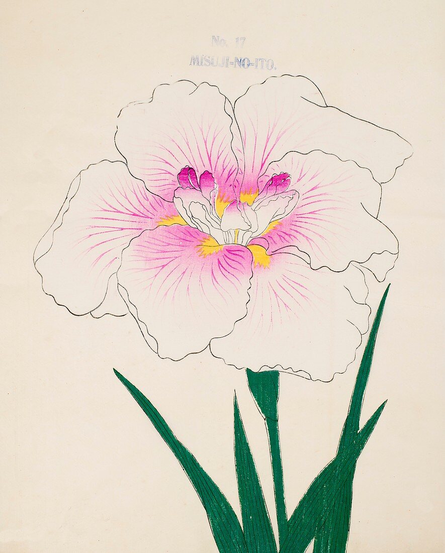 Misuji-No-Ito, No17, 1890, colour woodblock print