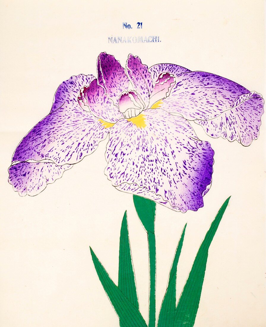 Nanakomachi, No 21, 1890, colour woodblock print