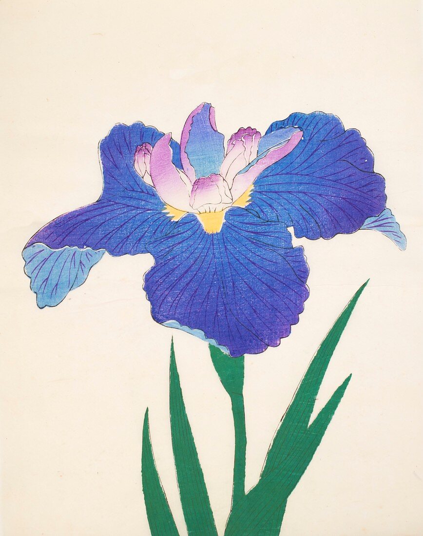 Aoi-Gata, No 30, 1890, colour woodblock print