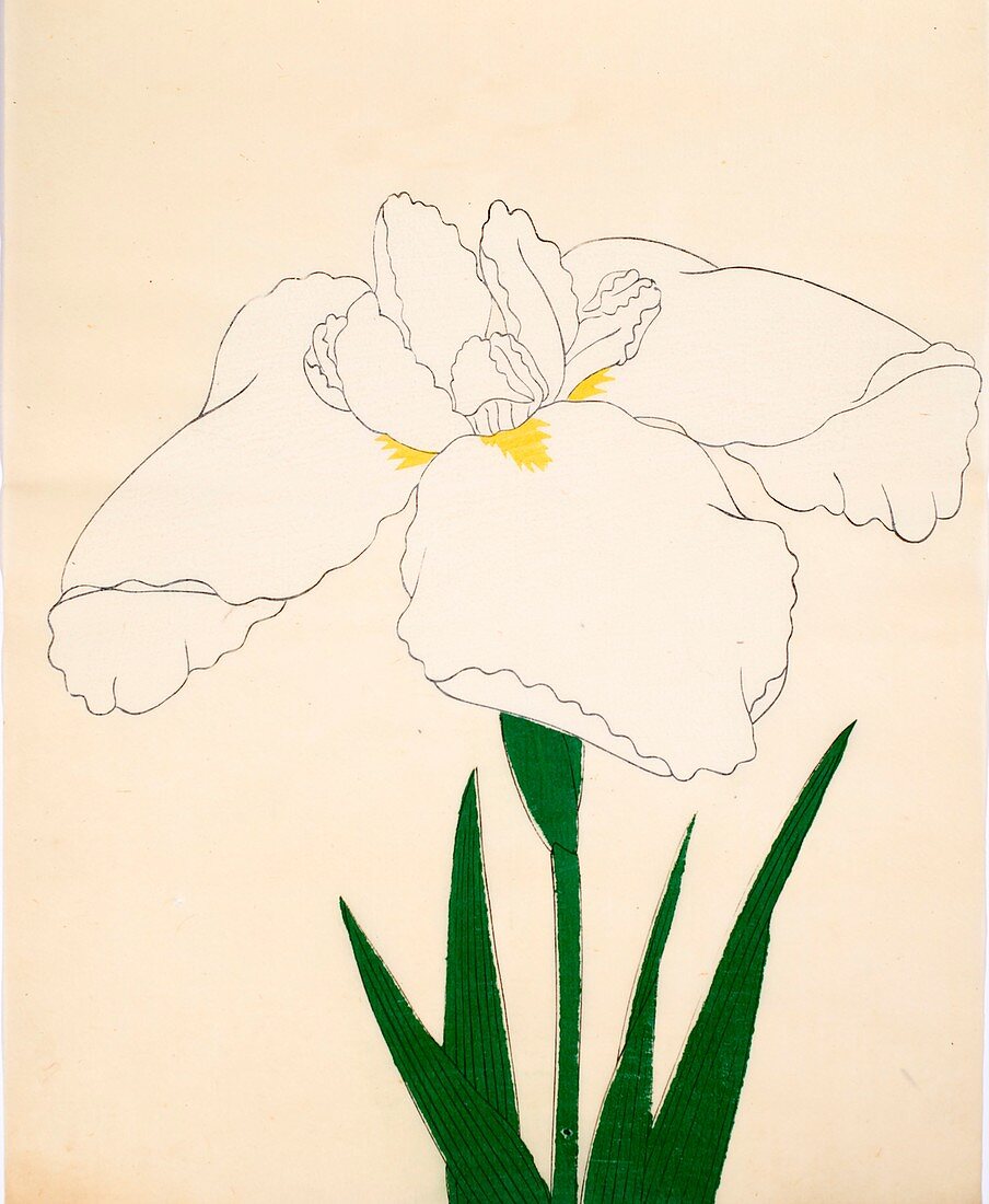 Tsuru-No-Kegoromo, No 33, 1890, colour woodblock print
