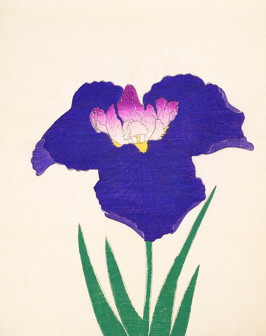 Yedo-Jiman, No 36, 1890, colour woodblock print