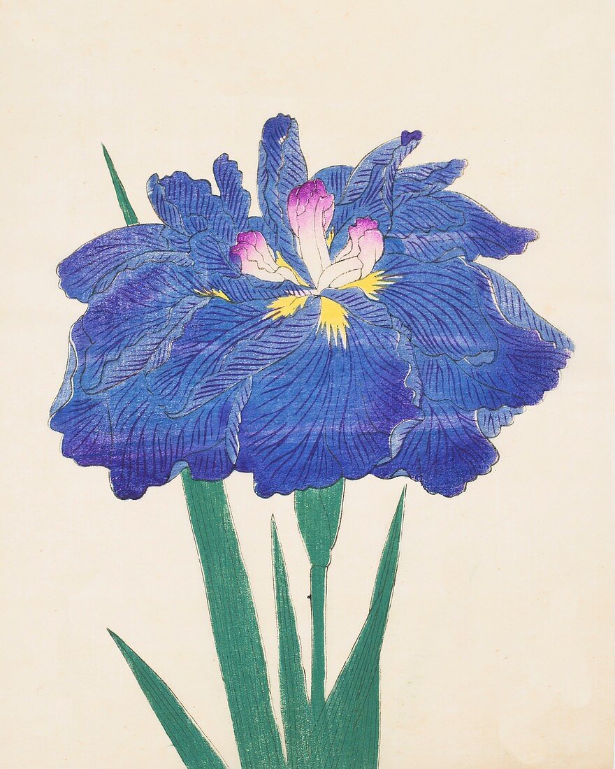 Karako-Asobi, No 42, 1890, colour woodblock print