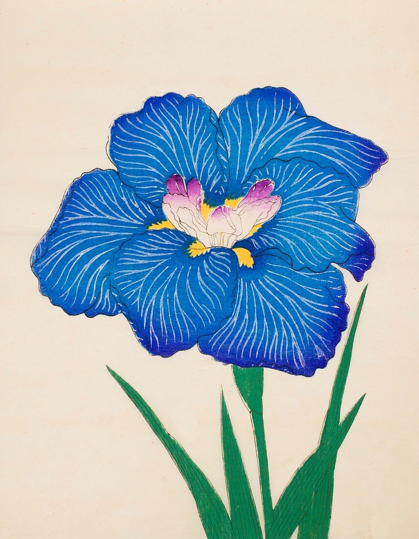 Ushio-No-Kemuri, No 47, 1890, colour woodblock print