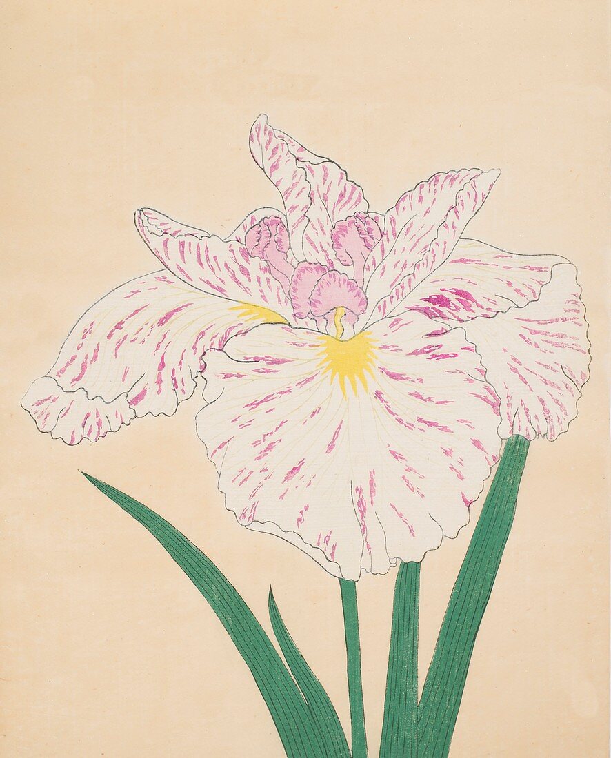Uji-No-Kawagiri, No 55, 1890, colour woodblock print
