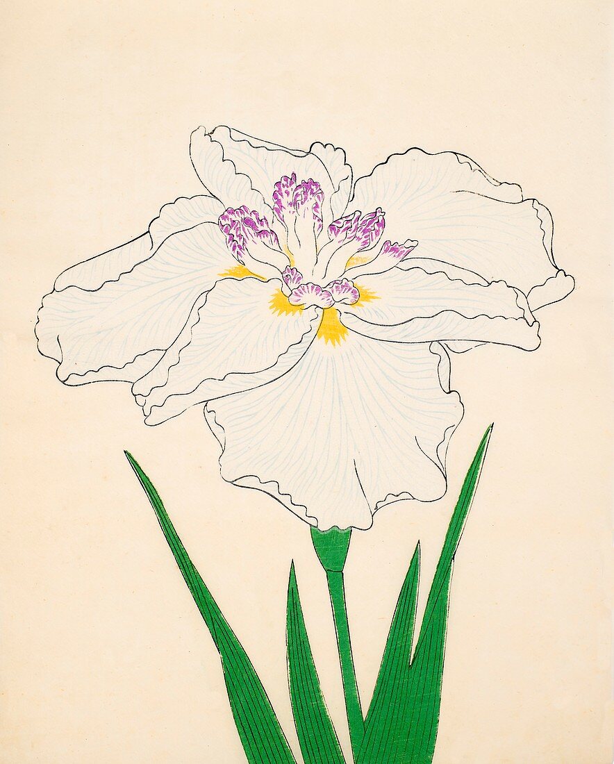 Cho-Hiyen, No 91, 1890, colour woodblock print
