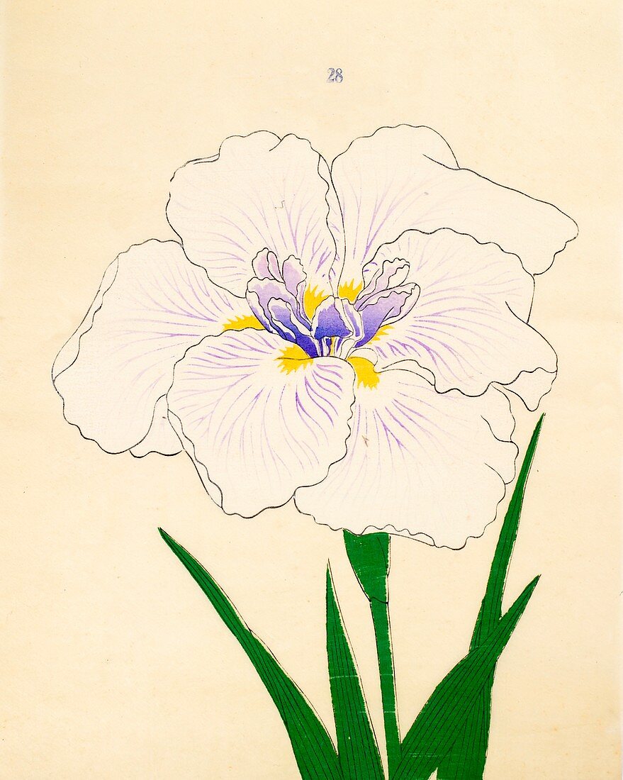 Manu-Zuru, No 28, 1890, colour woodblock print