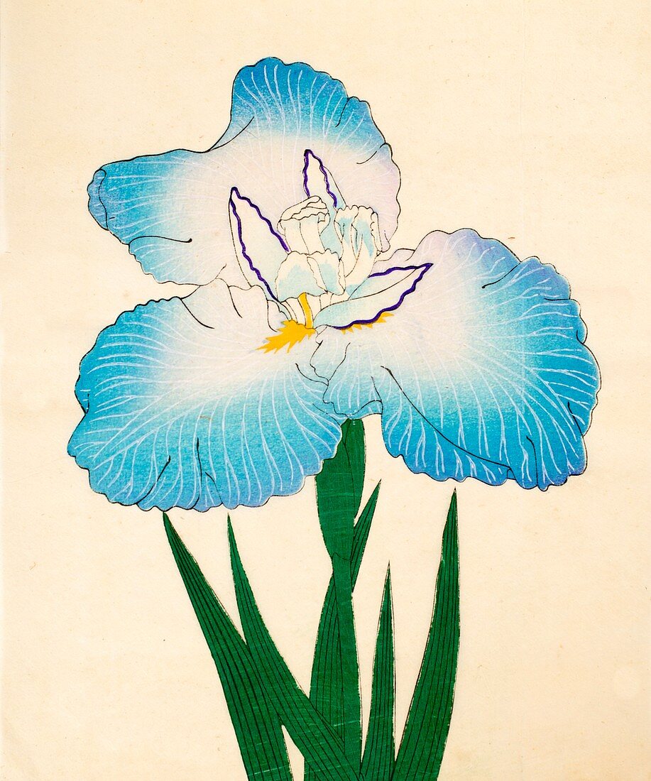 Irojiman, No 80, 1890, colour woodblock print