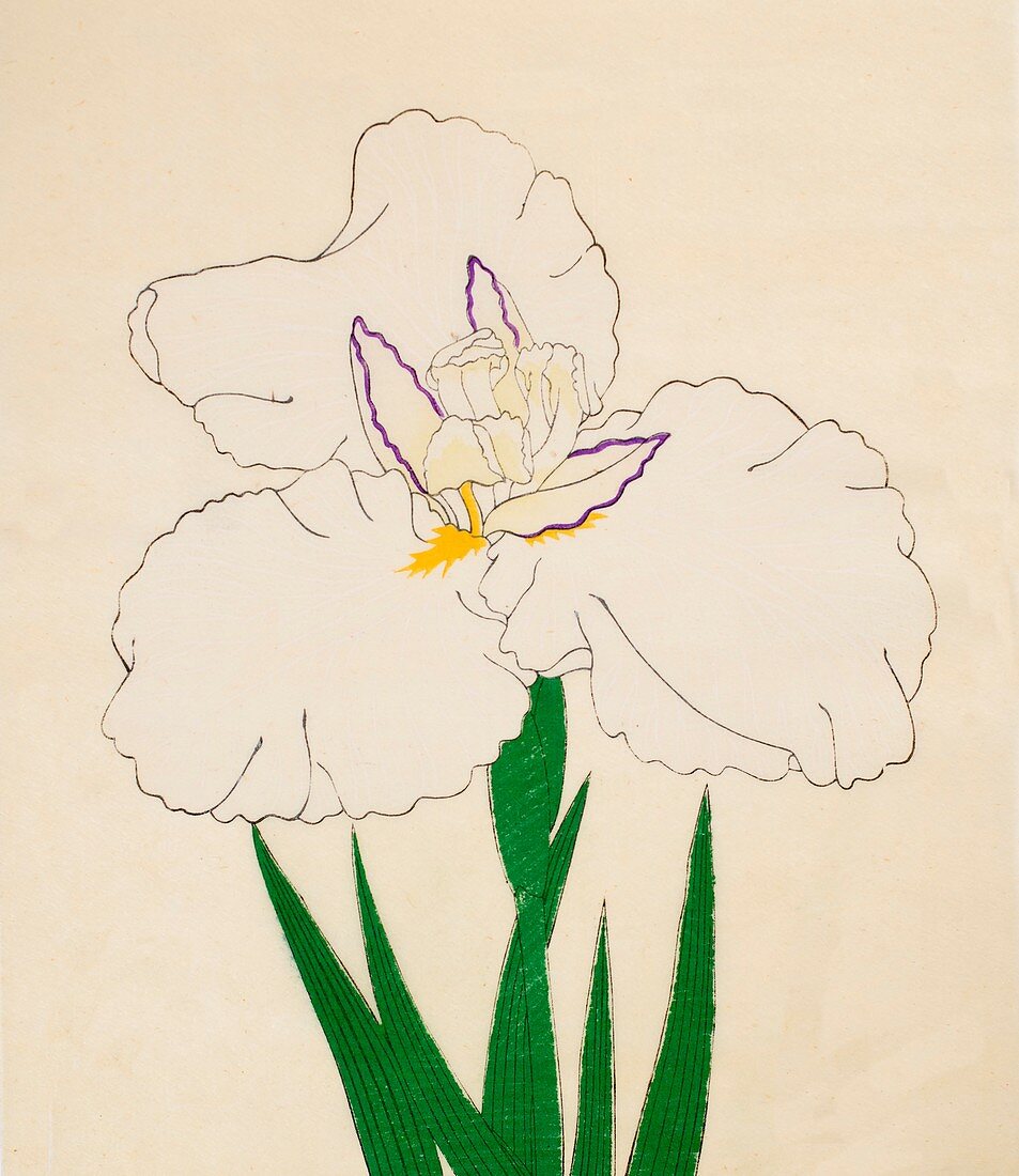Kamimado-No-Tsuki, No 65, 1890, colour woodblock print