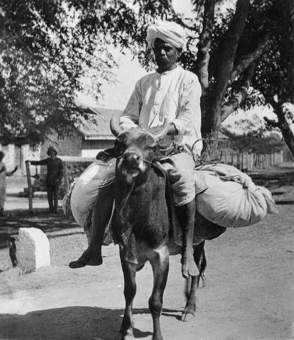 The laundry man, India, late 19th or early 20th century
