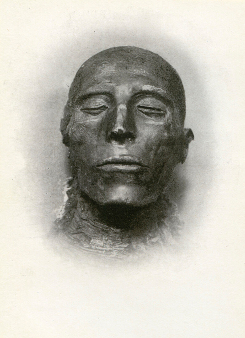 Head of the mummy of Sety I, Ancient Egyptian pharaoh