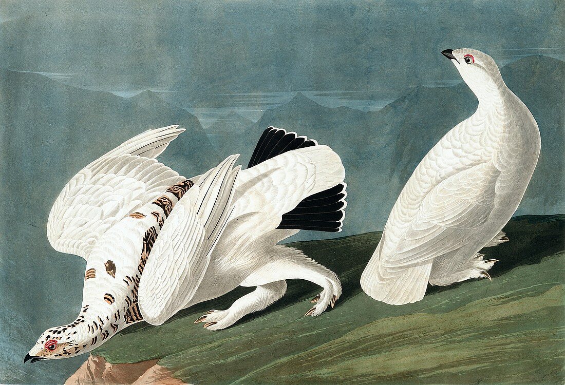 American Ptarmigan, and White Tailed Grouse