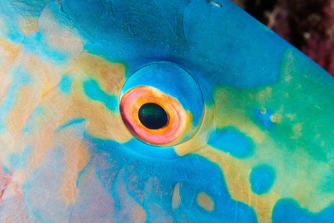 Bicolour parrotfish eye