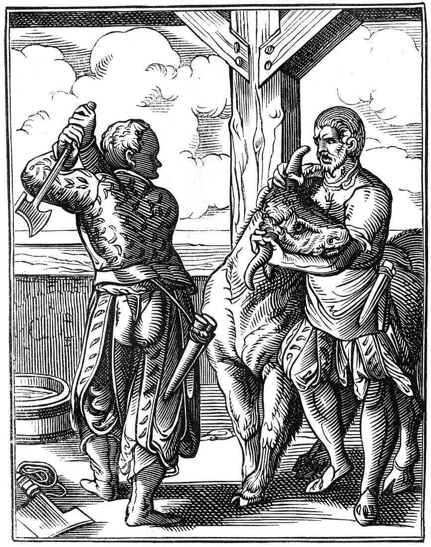 Butcher, 16th century