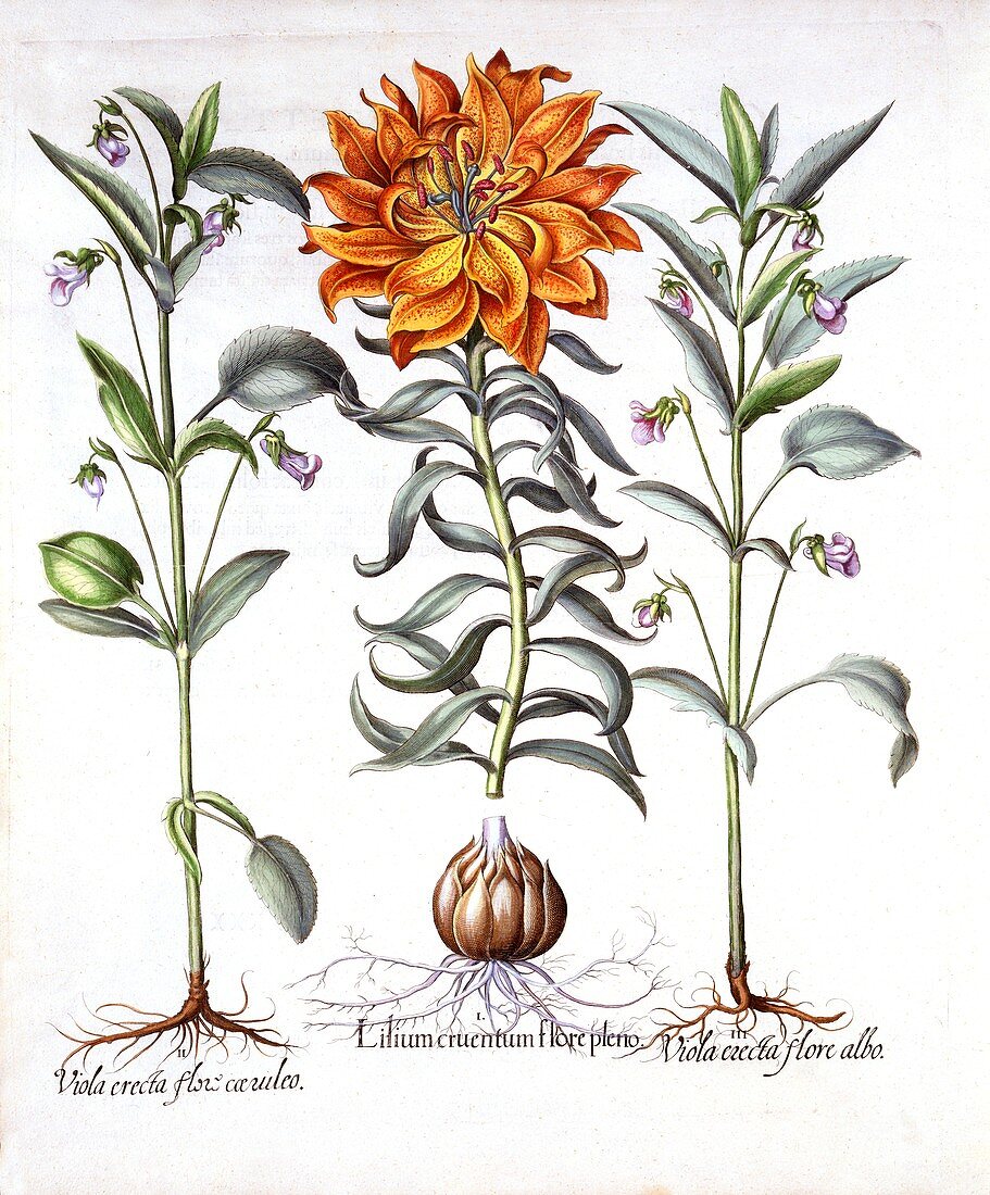 Fire Lily and Viola, from 'Hortus Eystettensis'