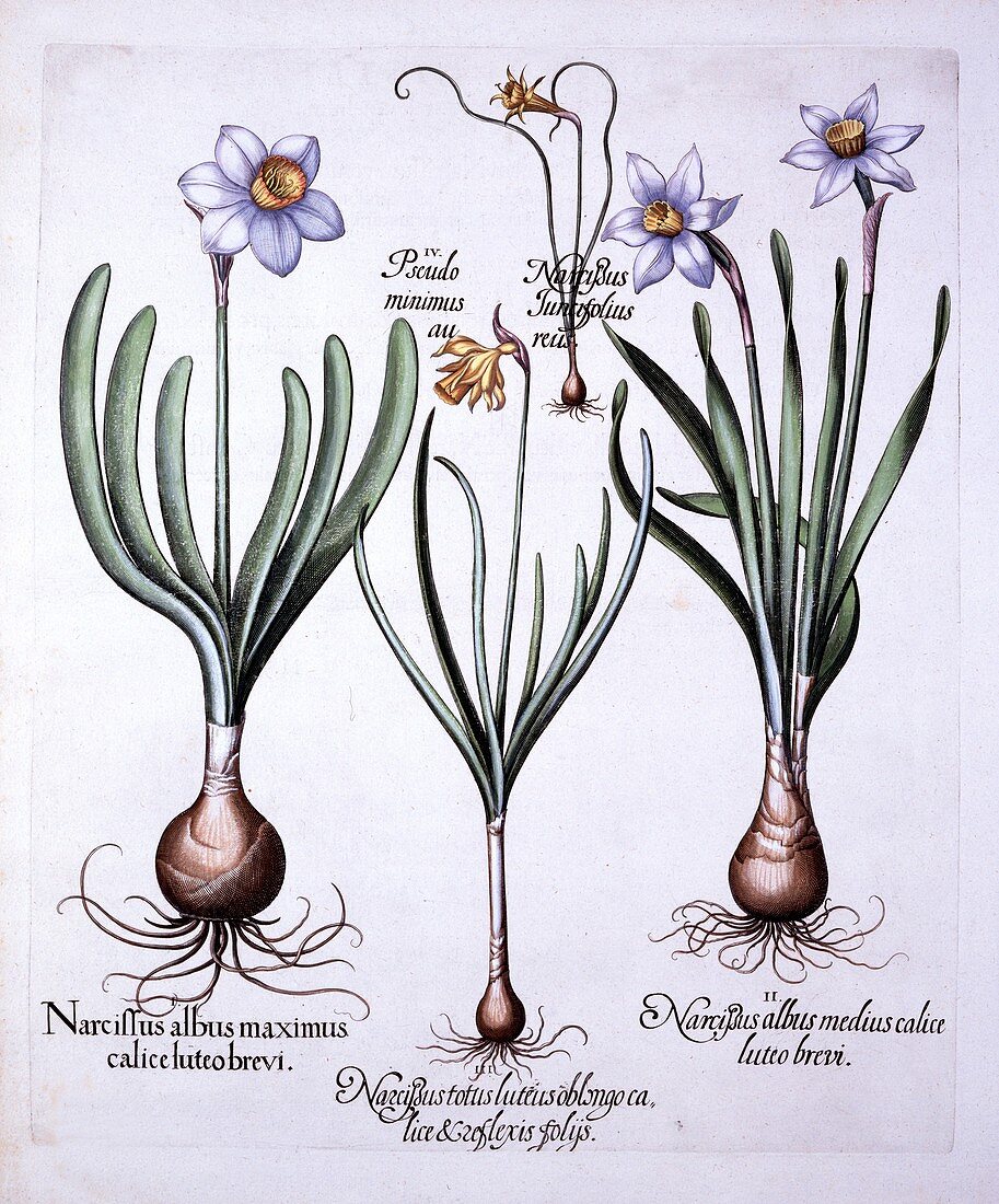 Various Narcissi, from 'Hortus Eystettensis'