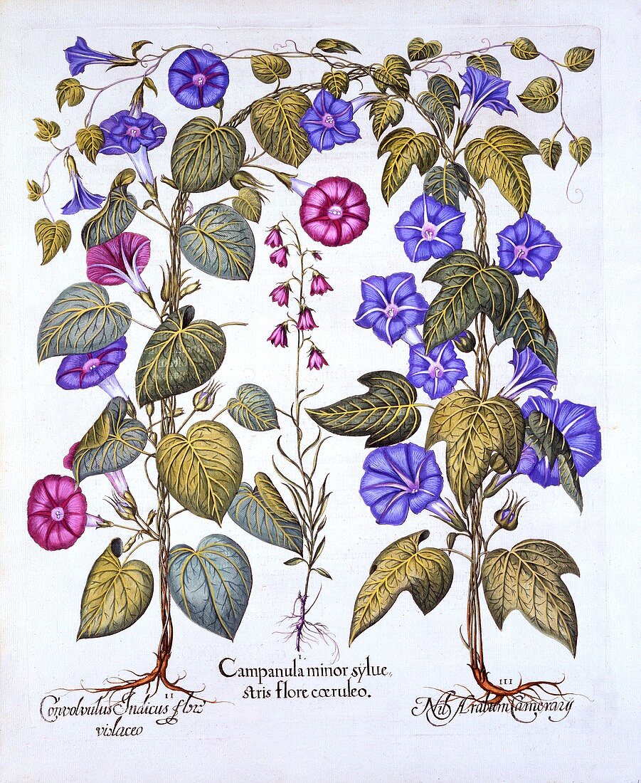 Harebell and Convovulus, from 'Hortus Eystettensis'