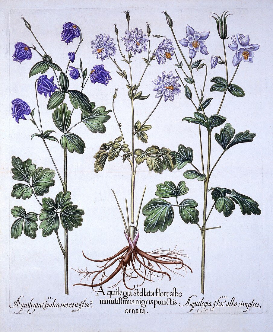 Aquilegia, from 'Hortus Eystettensis'