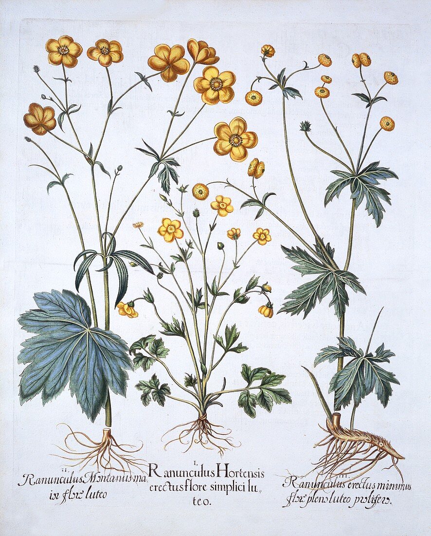 Three Varieties of Buttercup, from 'Hortus Eystettensis'