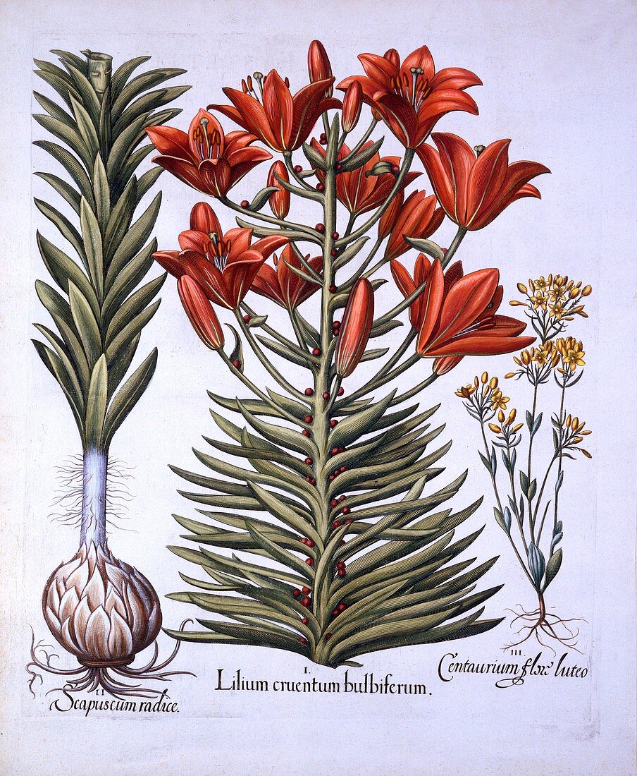 Orange Lily, Late-Blooming Blackstoria
