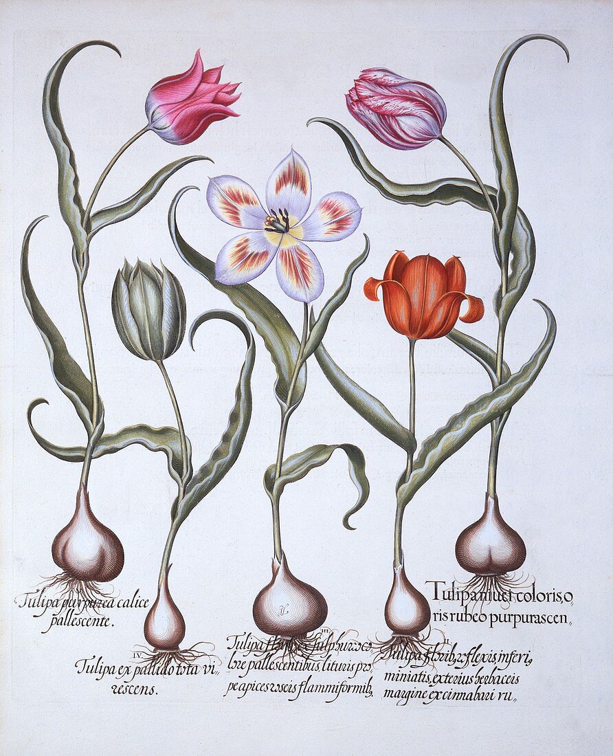 Varieties of Tulip, from 'Hortus Eystettensis'