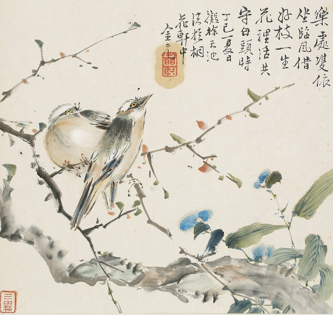 A pair of Chinese Bulbul birds, 1857