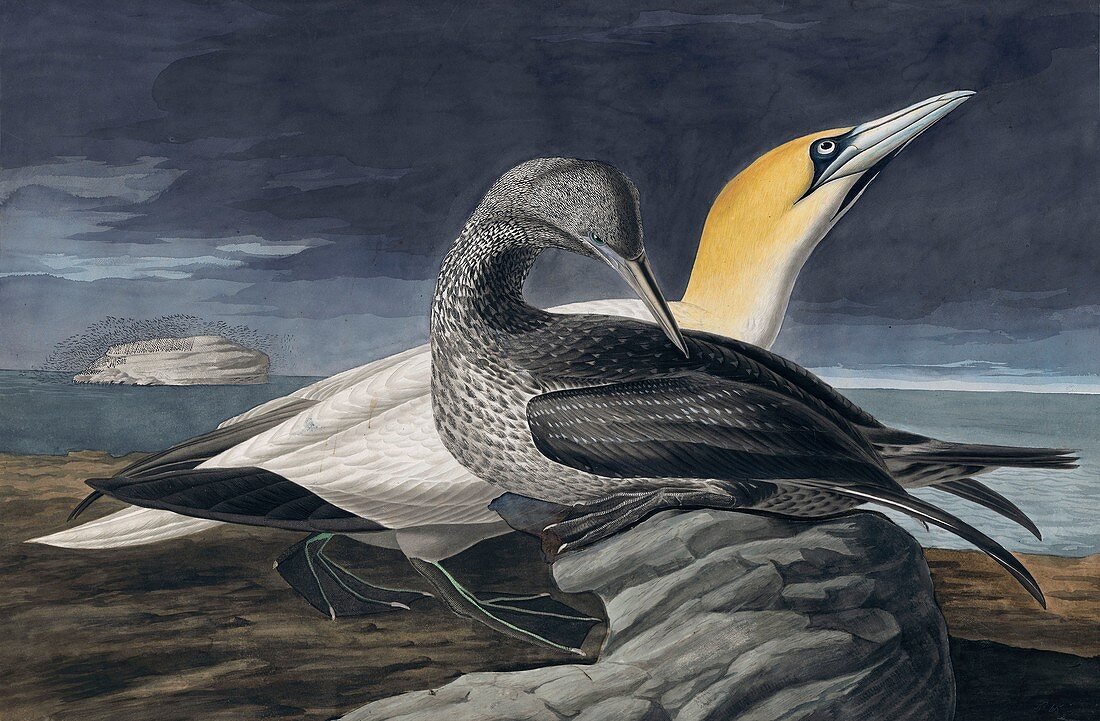 Northern Gannet, Morus Bassanus, 1845