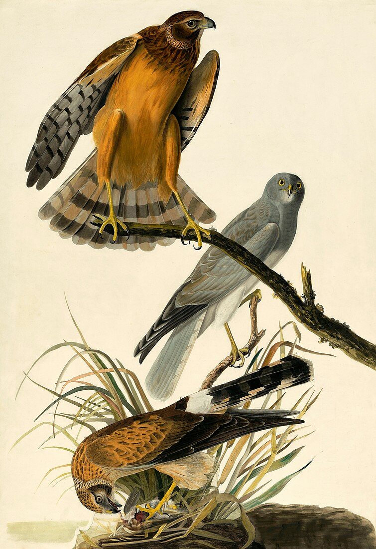 Hen Harrier, Circus Cyaneus, 1845