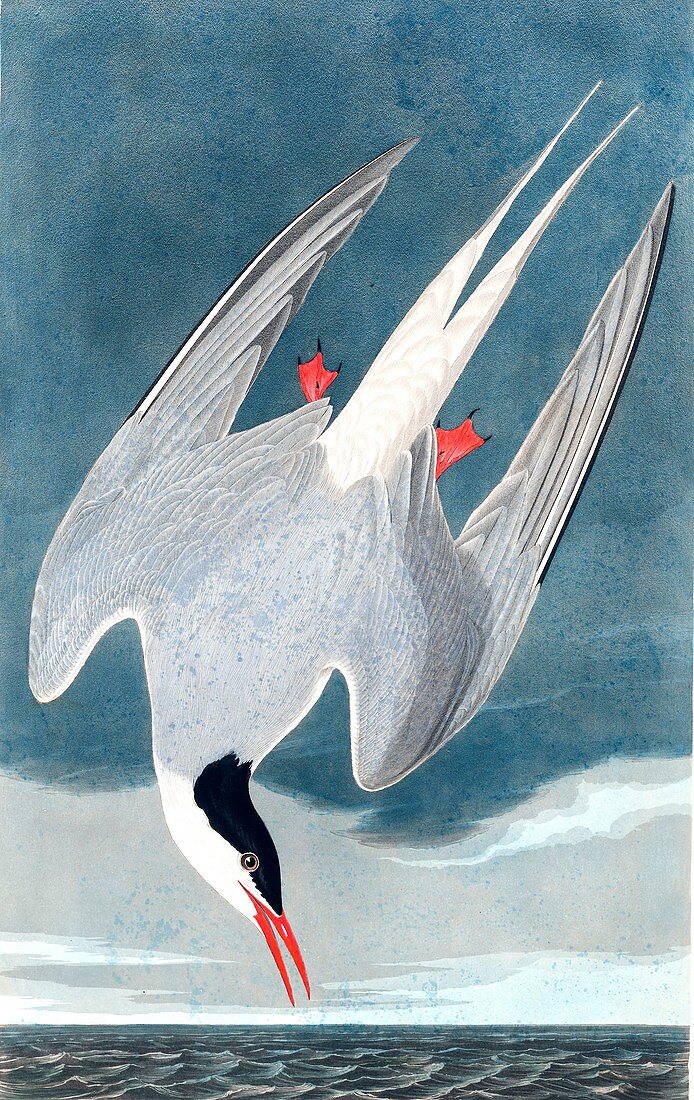 Arctic Tern, Sterna Paradisaea, 1845
