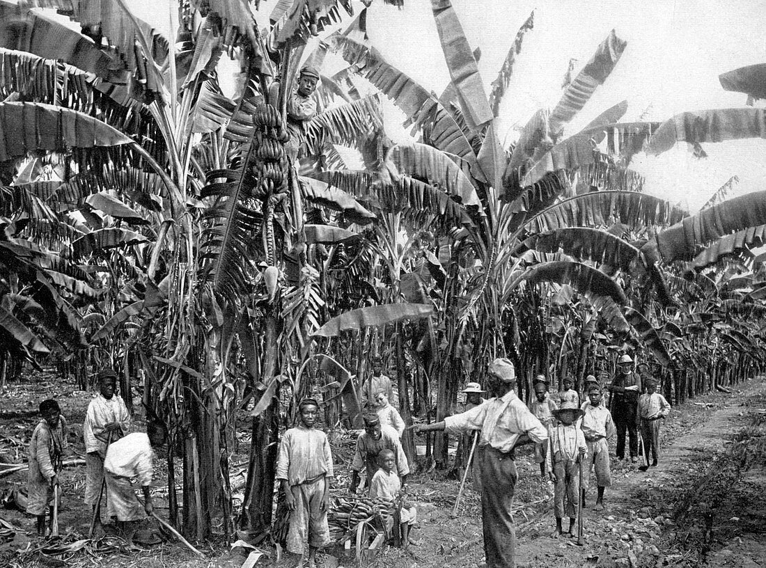 Banana plantation, Jamaica, c1905
