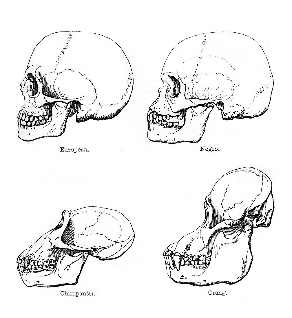 Lateral view of the skull or profile, 1848