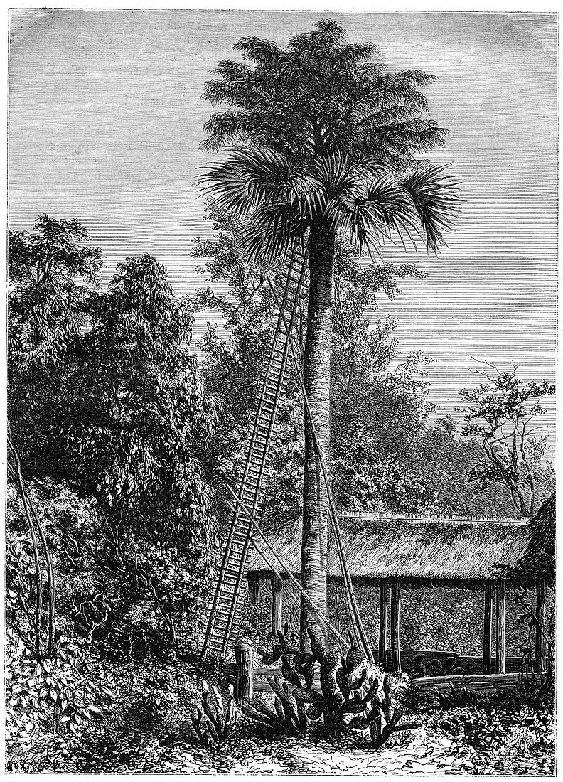Latanier palm, Andaman Islands, 19th century