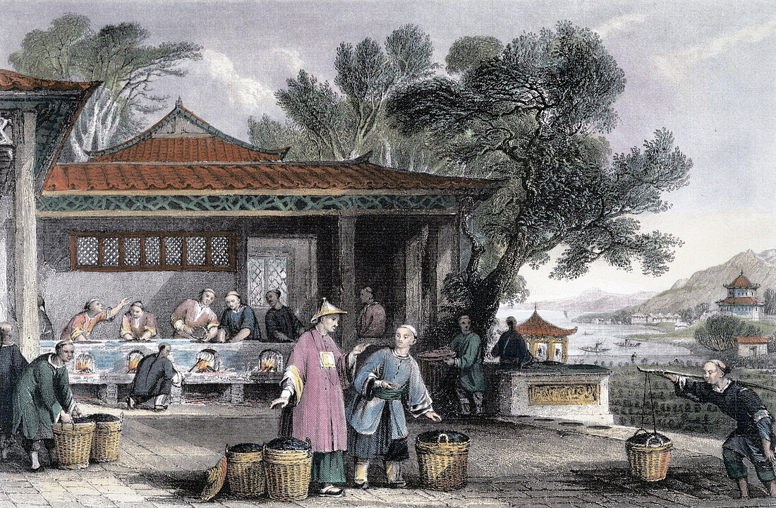 The Culture and Preparation of Tea', China, 1843