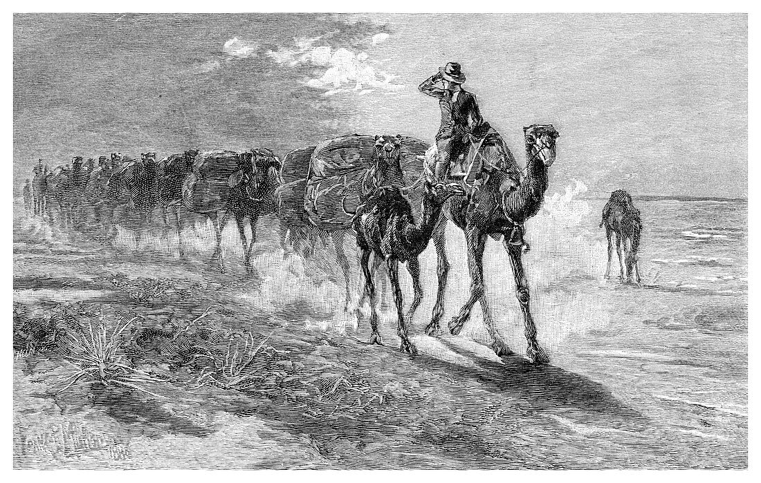 Camels carrying wool, 1886