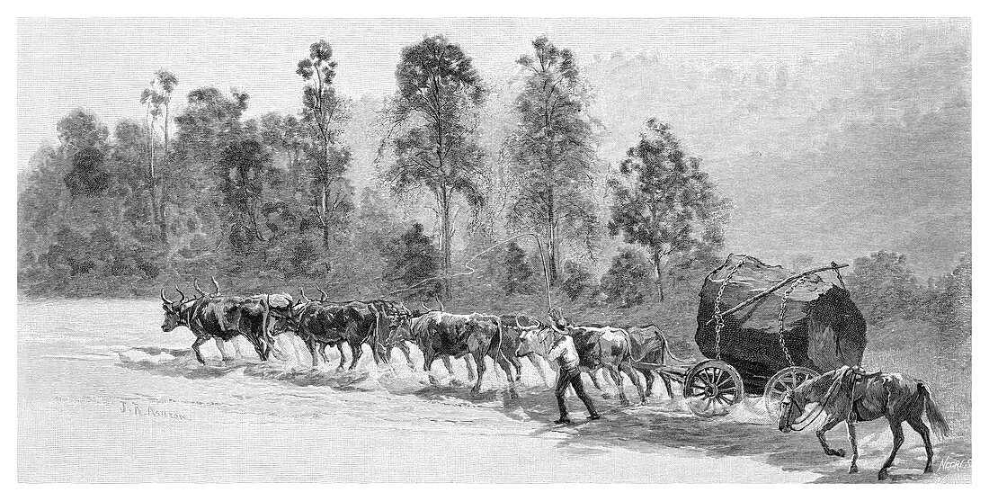 Cedar-getting on the Richmond River, Australia, 1886