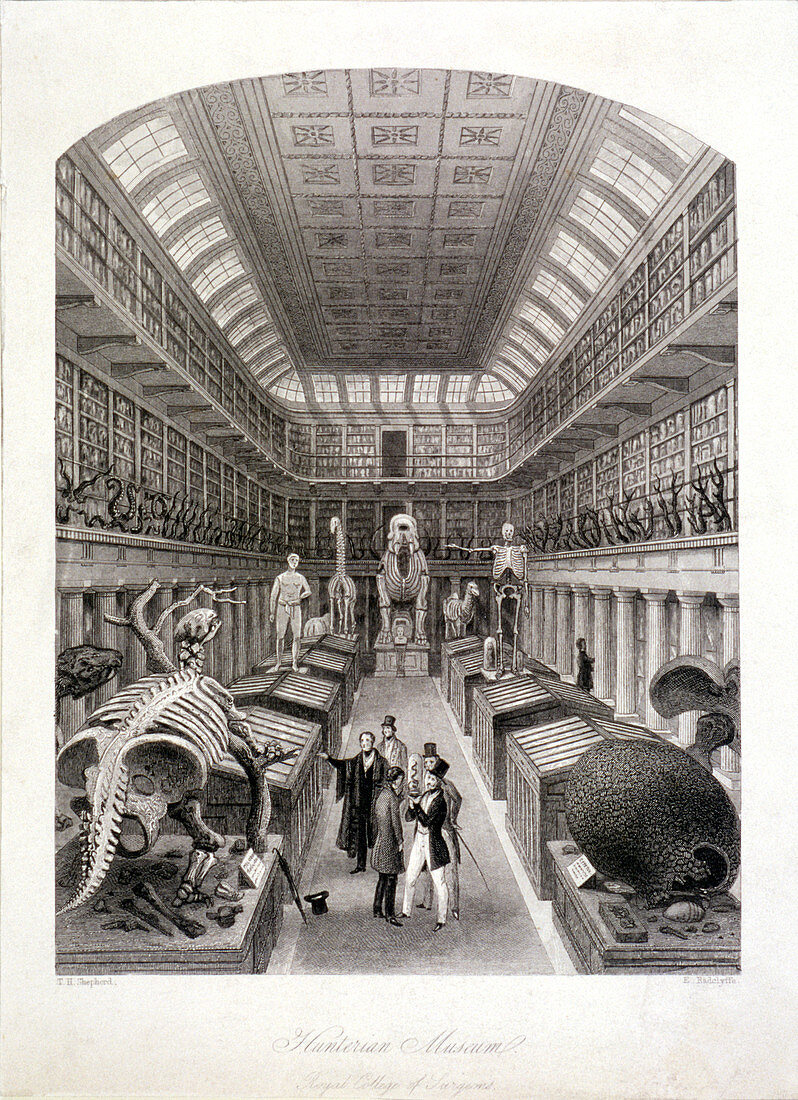 Animal skeletons at the Hunterian Museum, London, c1820