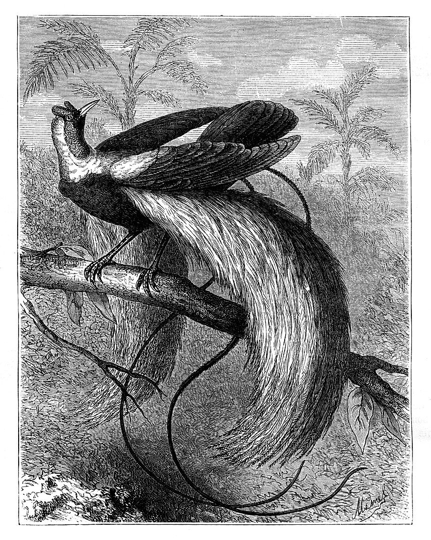 Bird of Paradise, 19th century