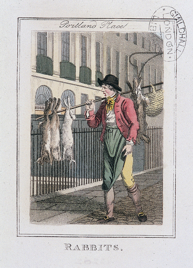Rabbits', Cries of London, 1804