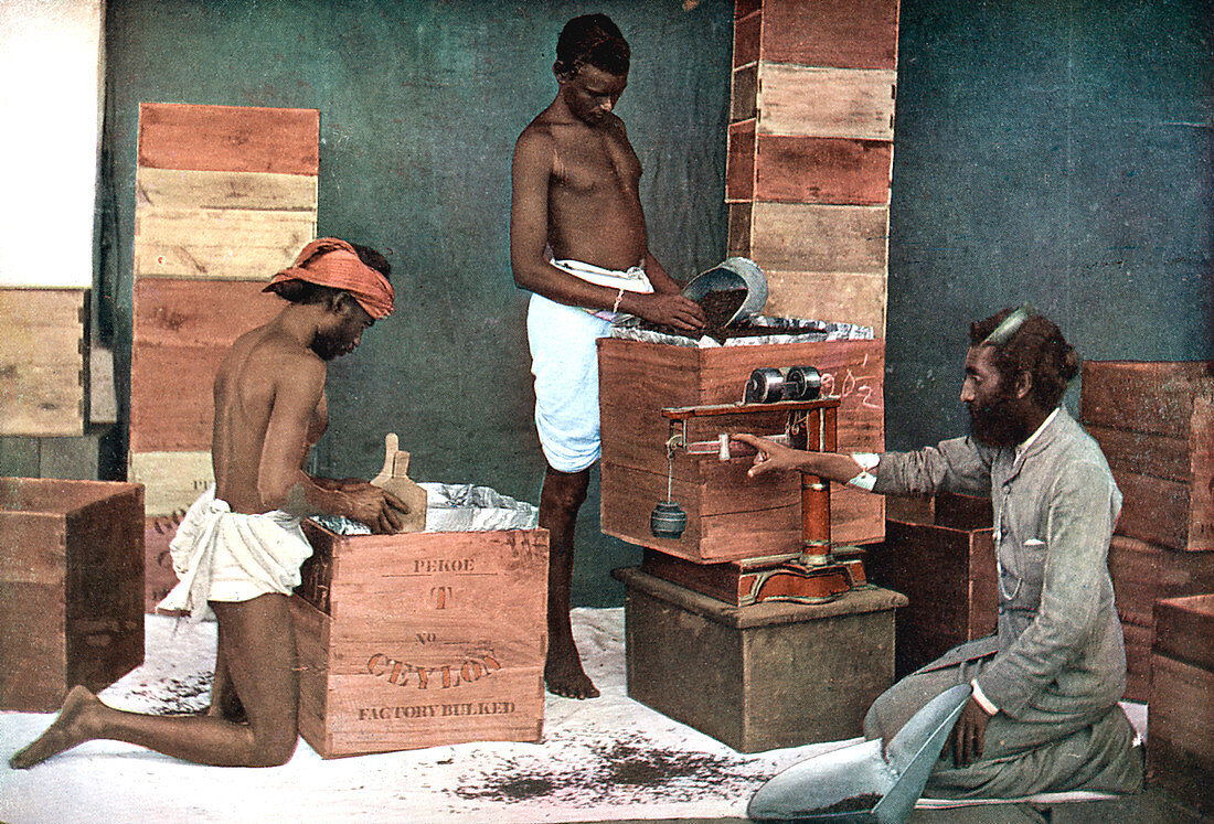 Packing and weighing tea for export on a Ceylon estate, 1905