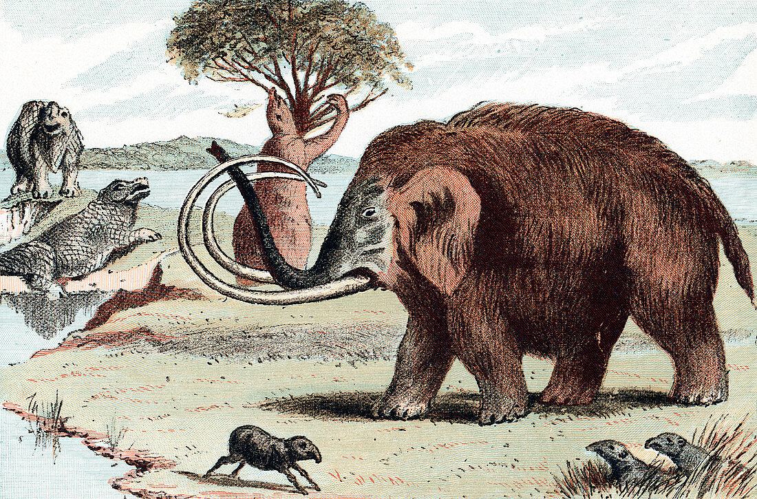 Woolly mammoth, 1892