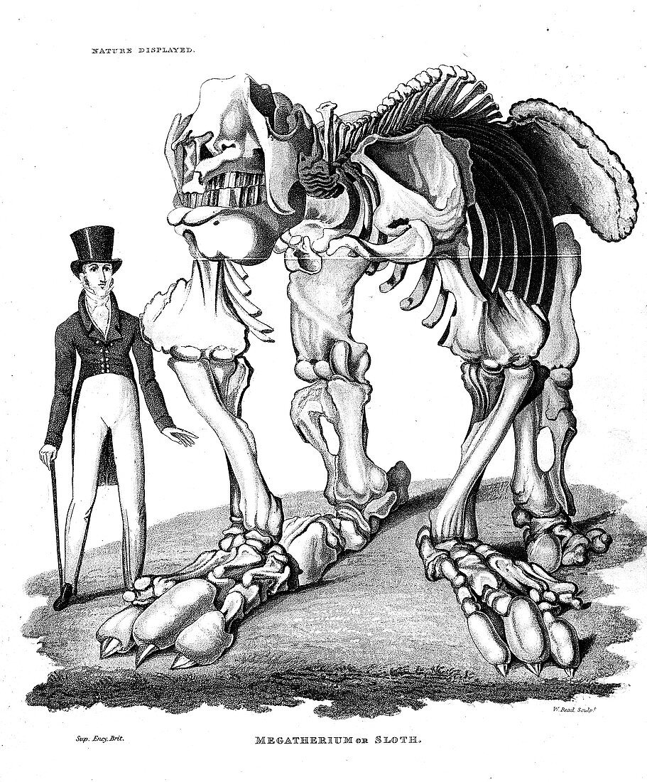 Skeleton of Megatherium, extinct giant ground sloth, 1823