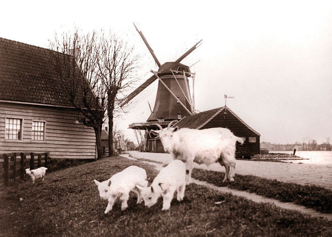 Goats, Laandam, Netherlands, 1898