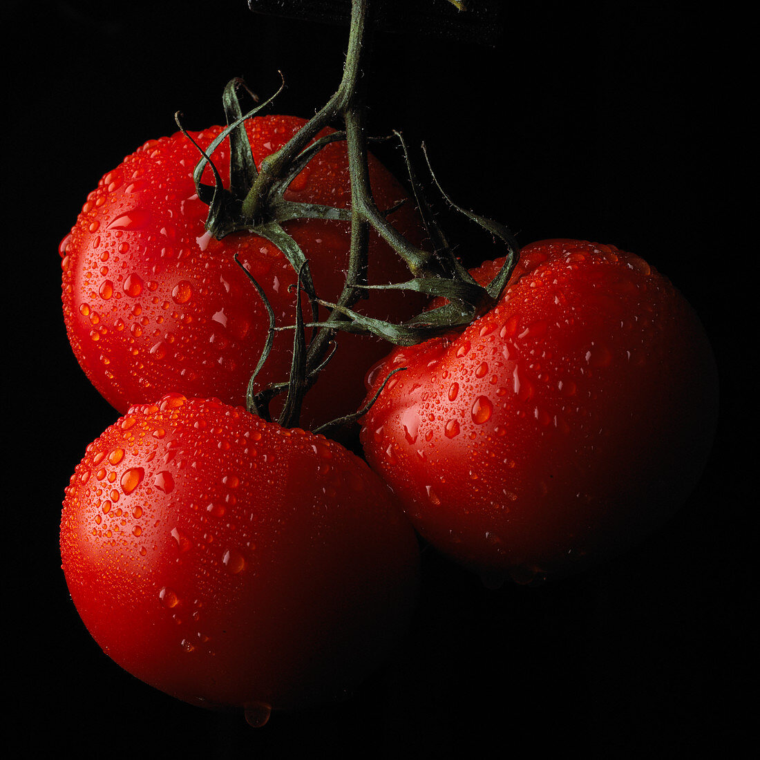 Tomatoes