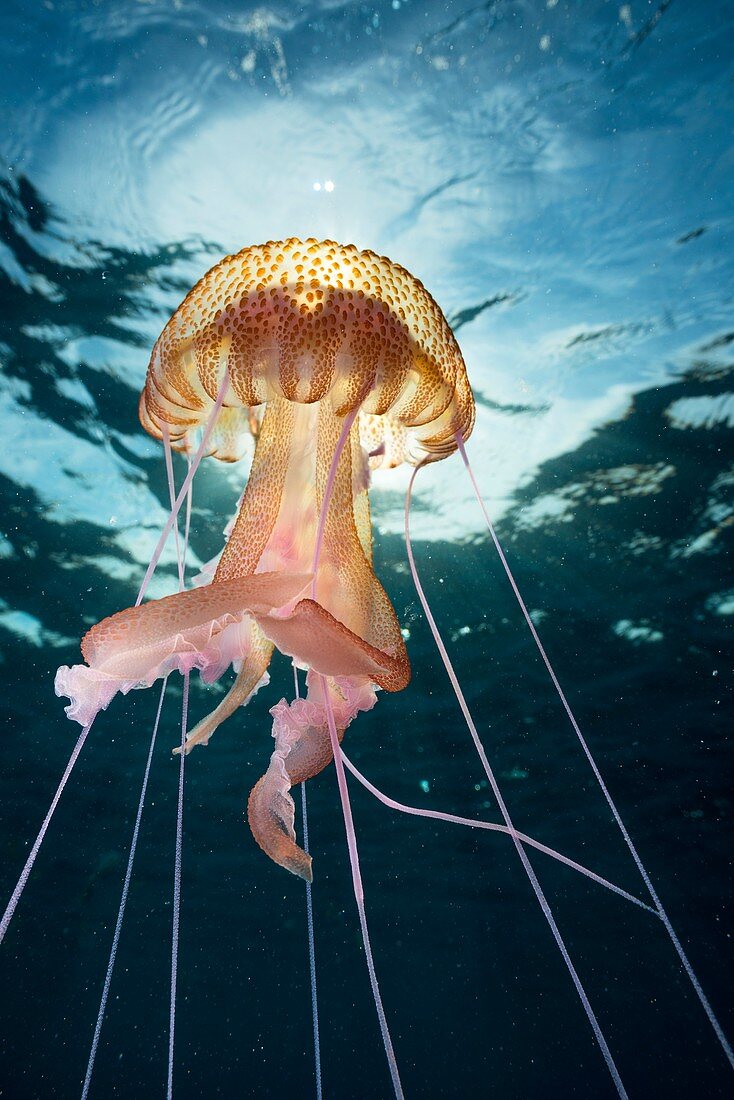 Mauve stinger jellyfish