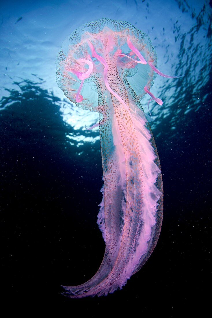 Mauve stinger jellyfish