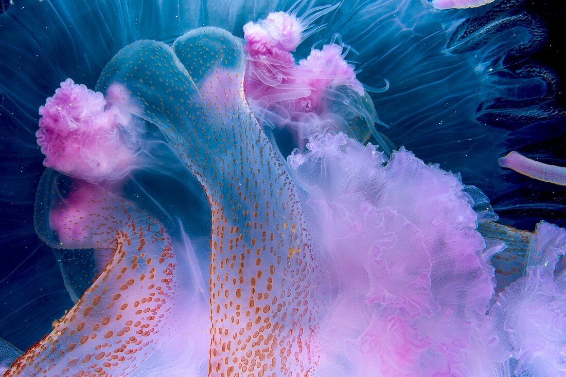 Mauve stinger jellyfish tentacles