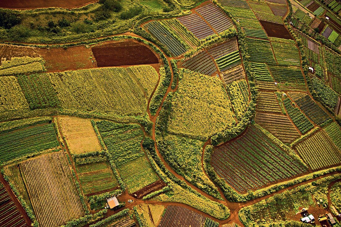 Fields in Hawaii, aerial photograph