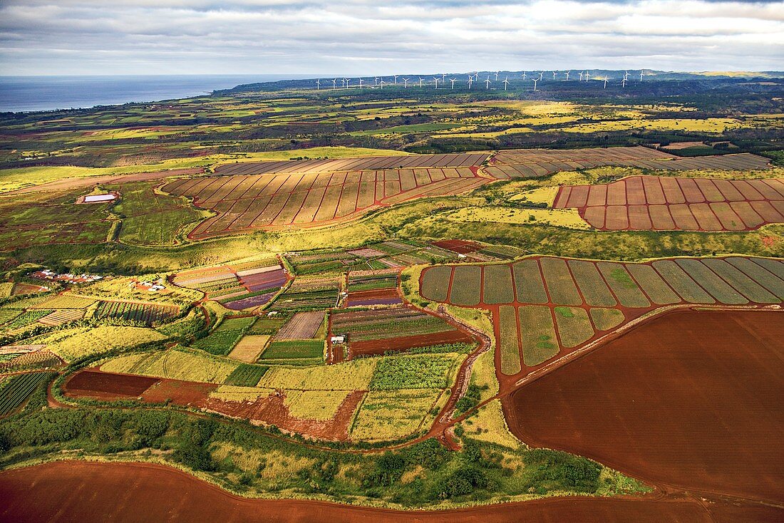 Agricultural landscape in Hawaii, aerial photograph