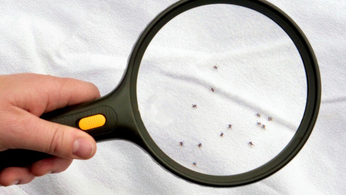 Ticks and climate epidemiology research
