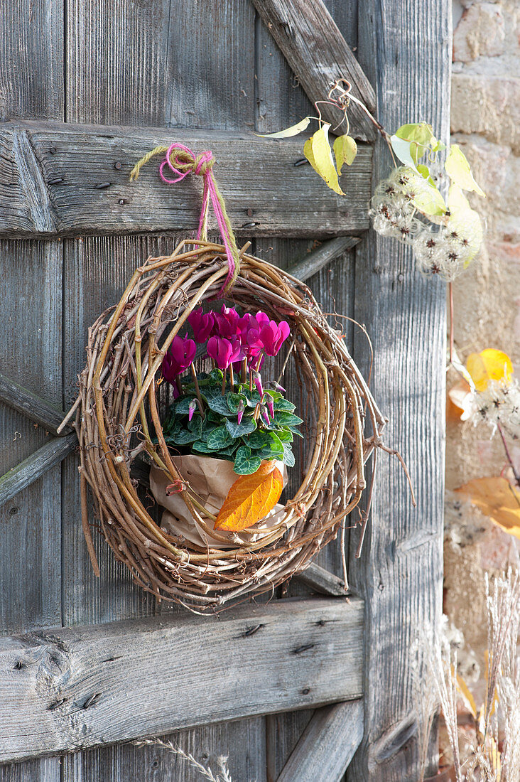 Cyclamen in a wreath of tendrils from wild wine